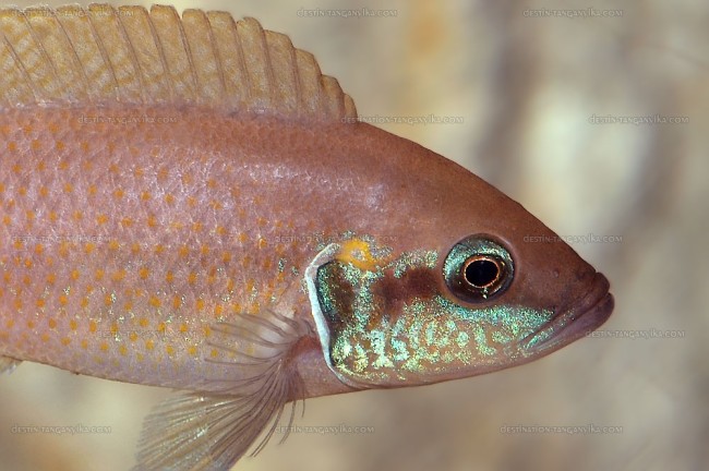 Neolamprologus brichardi