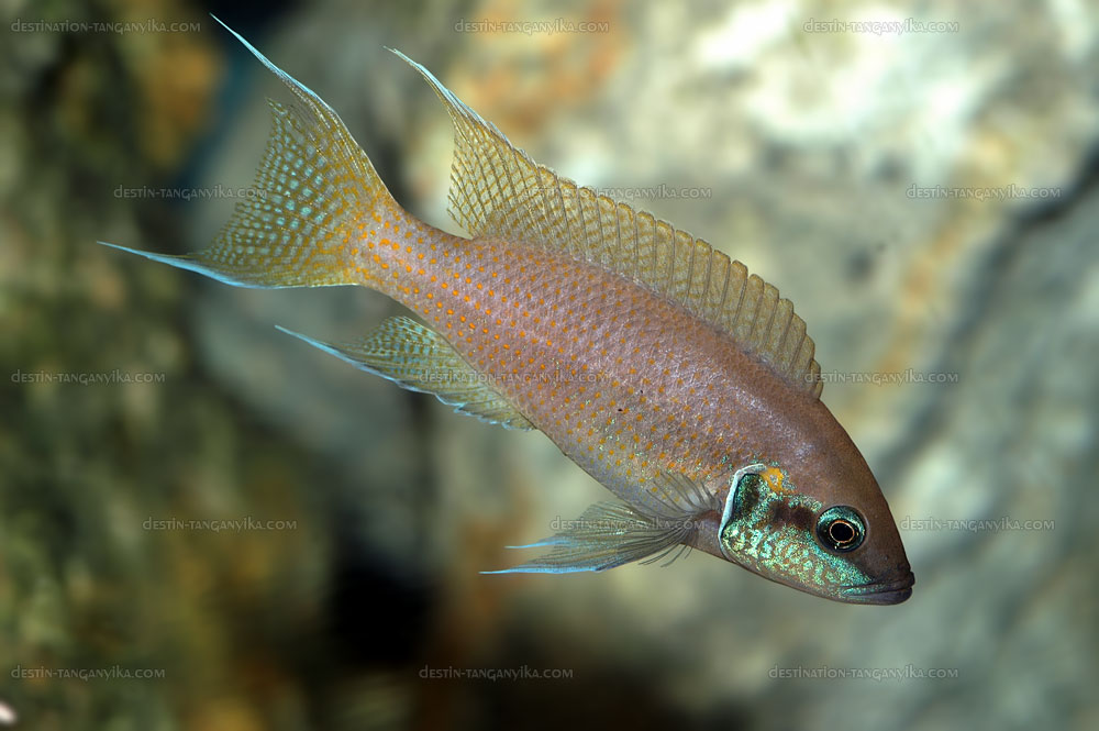 neolamprologus-brichardi-a.1.2.jpg