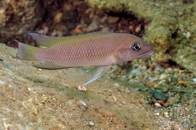 Neolamprologus modestus