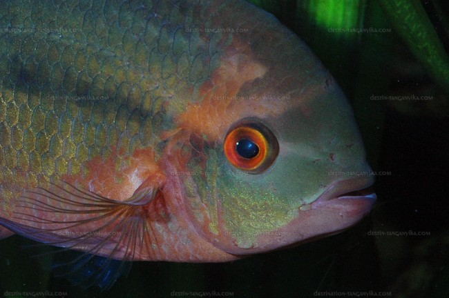 Hypselecara temporalis