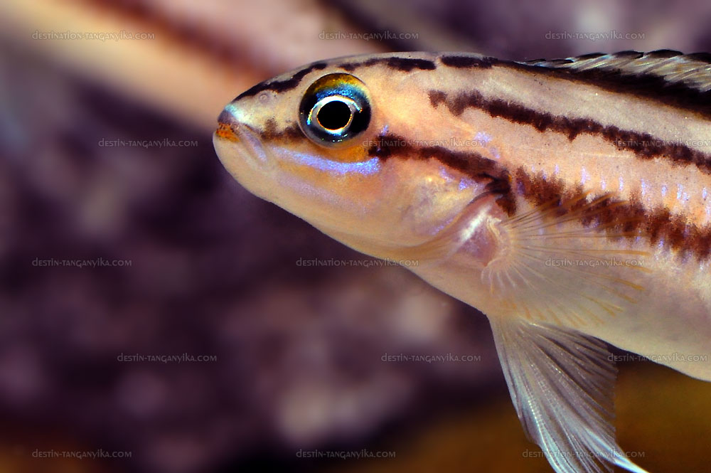 Telmatochromis bifrenatus