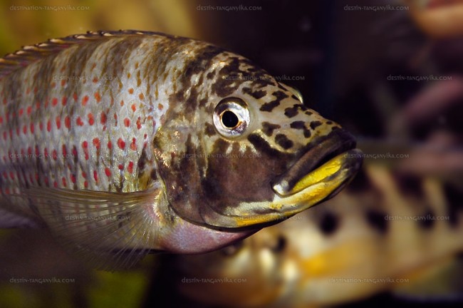 Ctenochromis horei