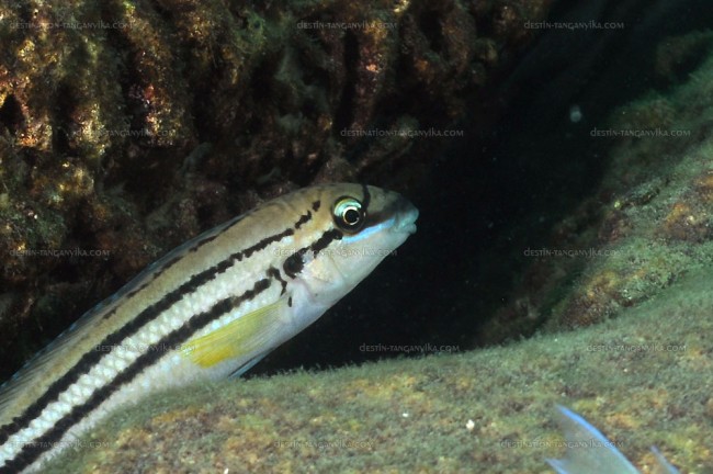 Chalinochromis sp. bifrenatus
