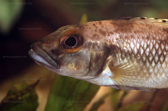Lepidiolamprologus lemairii
