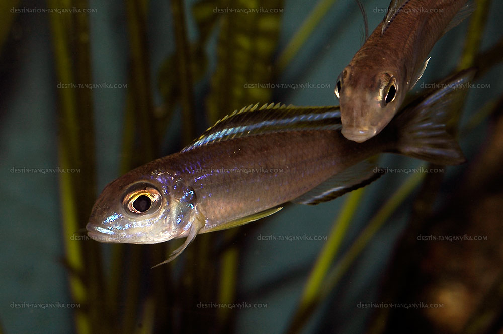 Lestradea perspicax