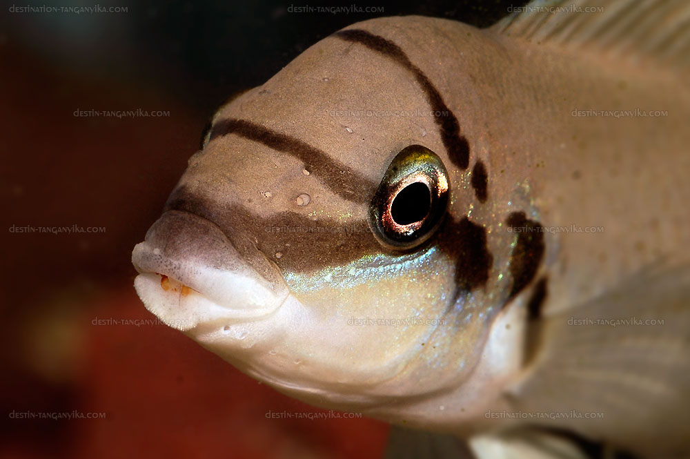 Chalinochromis brichardi