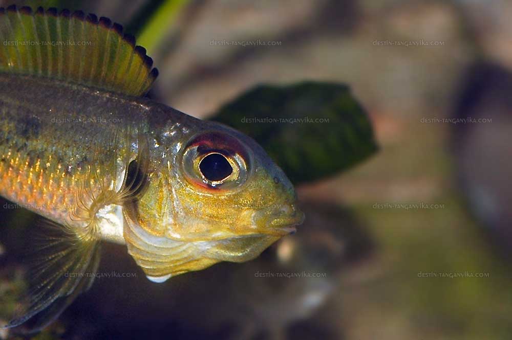 Callochromis melanostigma