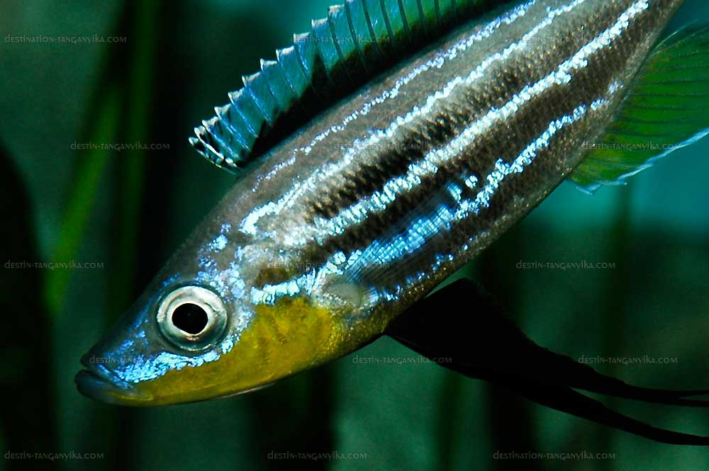 Benthochromis horii