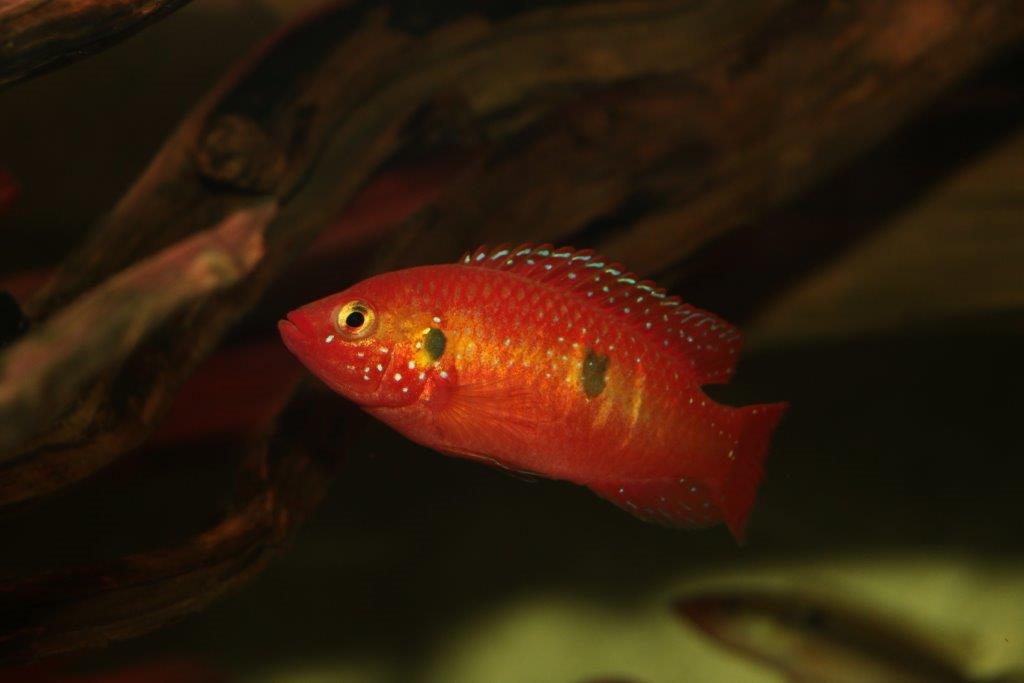 Hemichromis  cf. letourneauxi Natitingou Benin.jpg