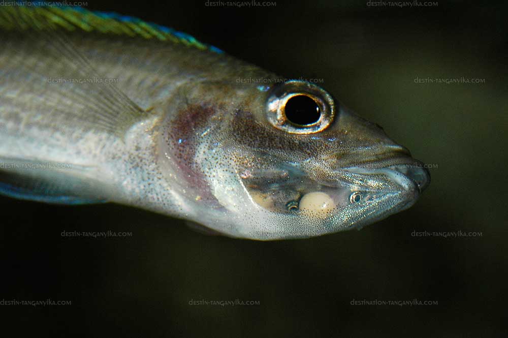 Cyprichromis sp. jumbo brilliant