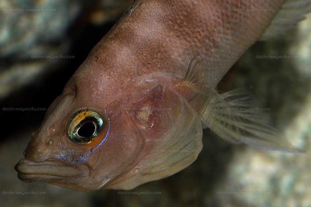 Neolamprologus prochilus