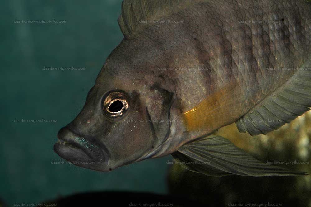 Altolamprologus sp. shell