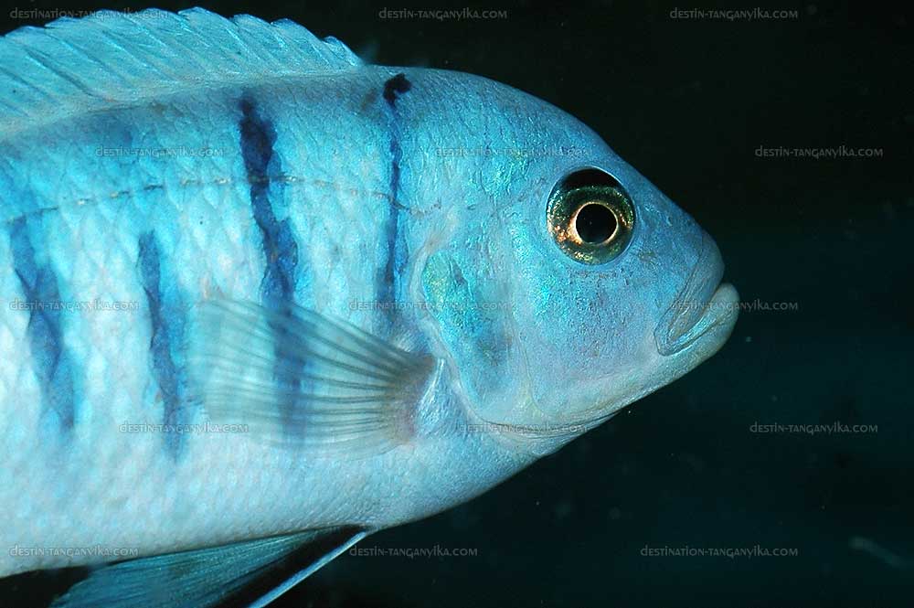 Cynotilapia sp. hara galireya