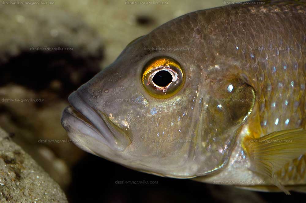 Greenwoodochromis staneri