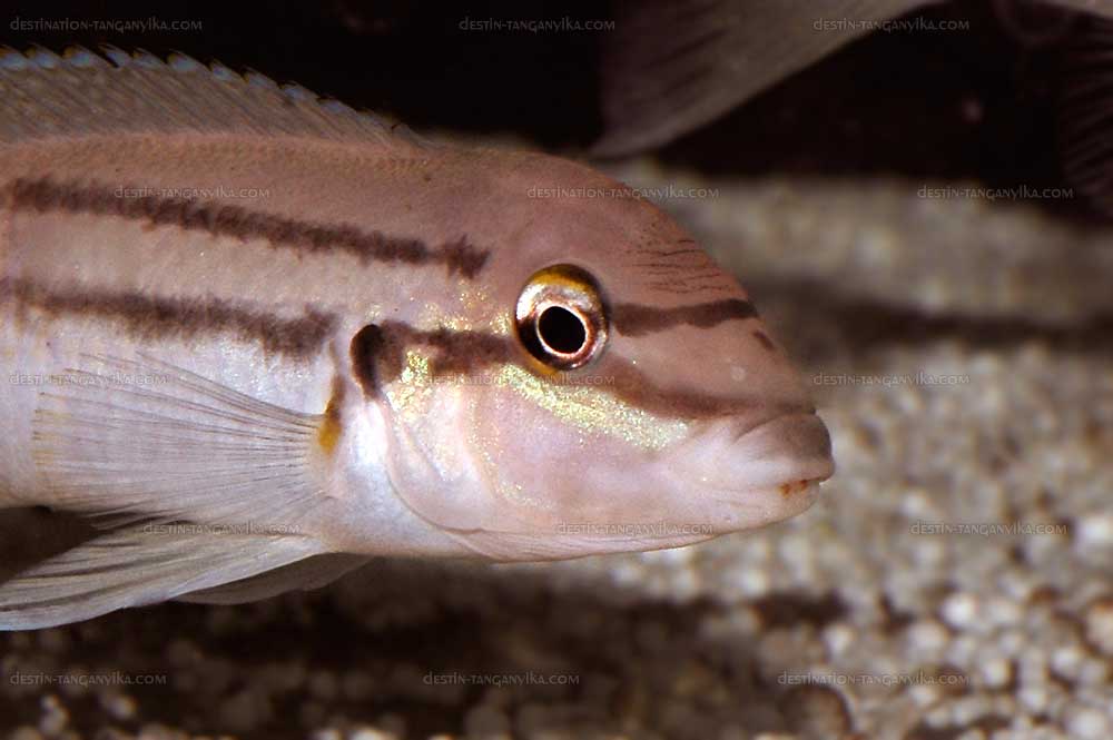 Chalinochromis sp. bifrenatus