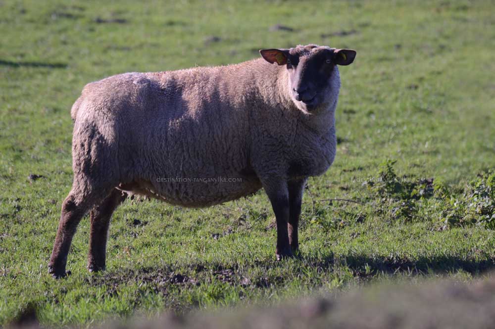 Mouton de prés salé