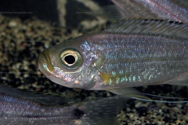Haplotaxodon trifasciatus