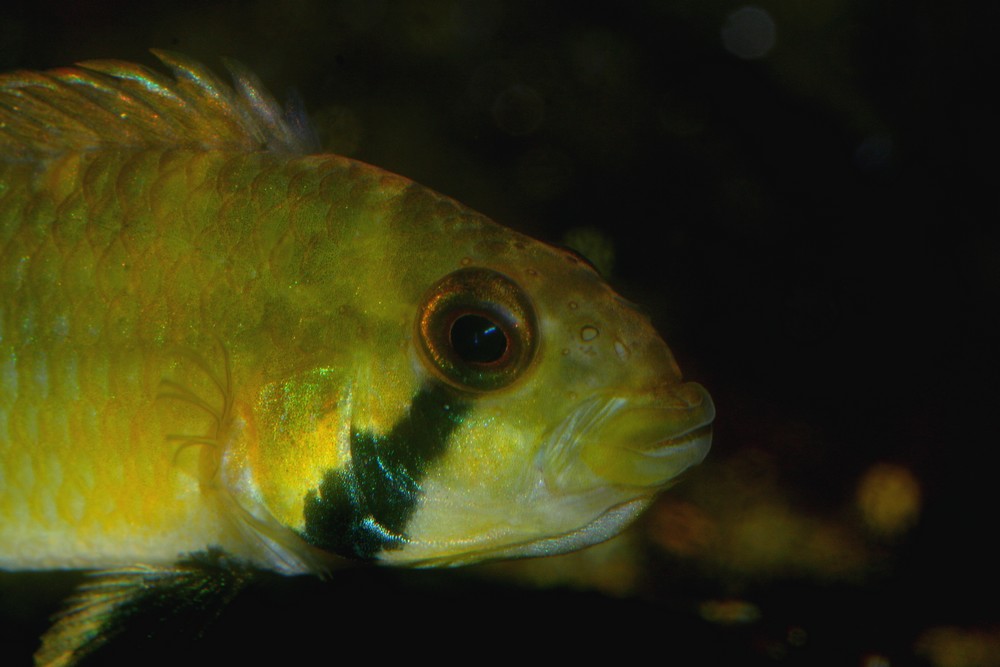 Apistogramma-sp.-kelleri-female-incub.JPG
