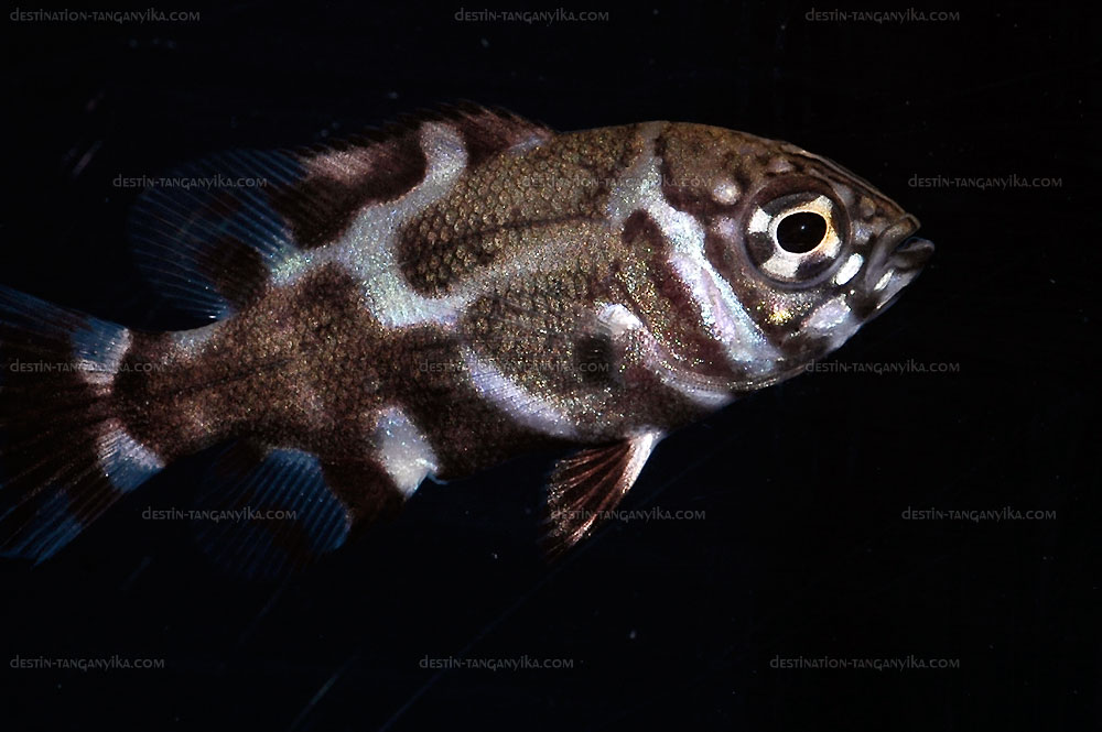 Astronotus ocellatus