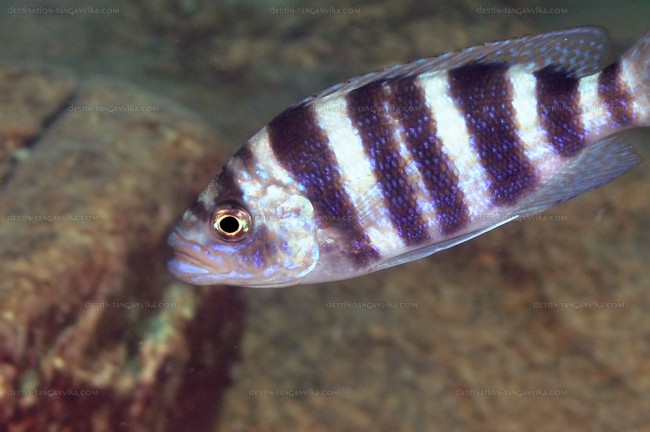 Plecodus straeleni