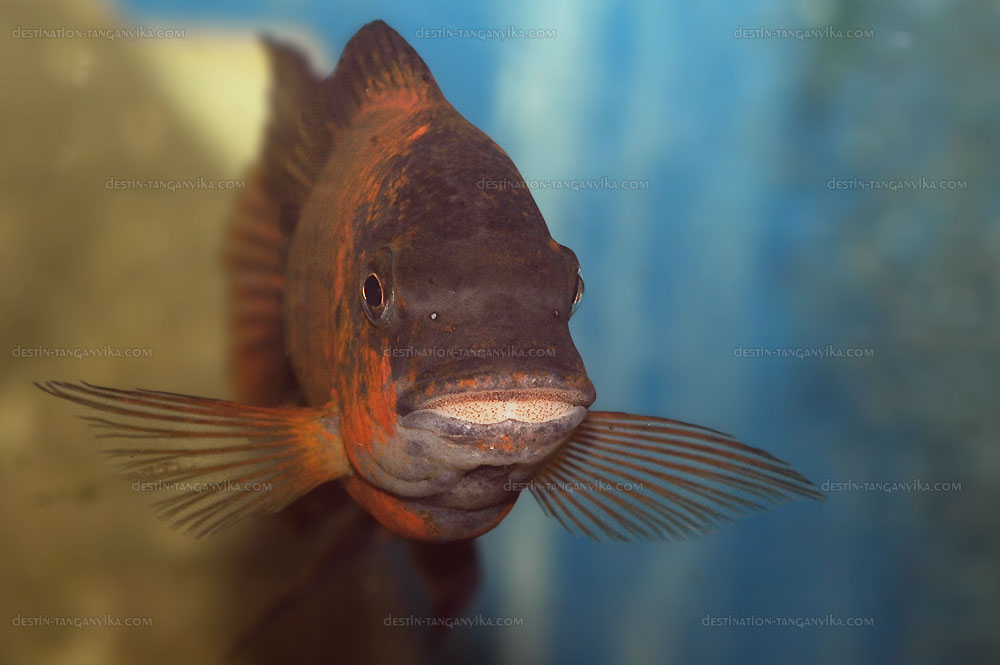 Petrochromis sp. red