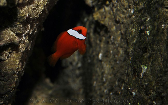 Amphiprion barberi