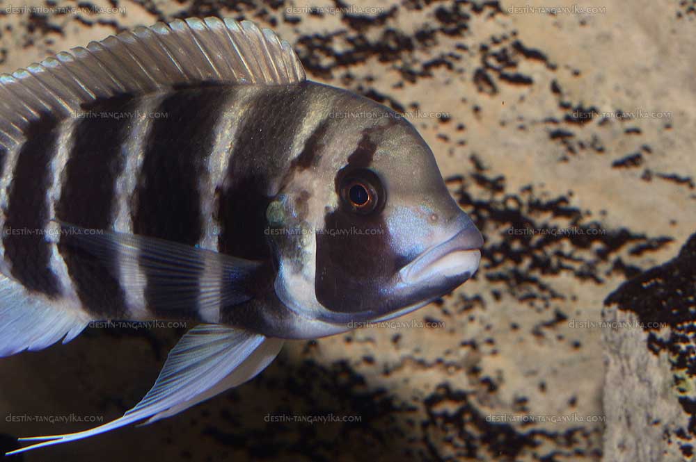 Cyphotilapia frontosa