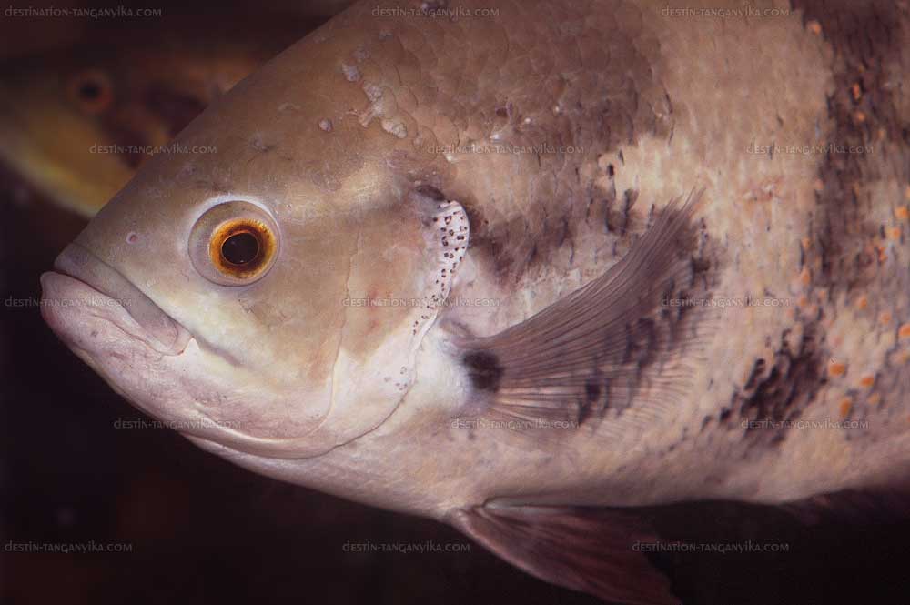 Astronotus ocellatus