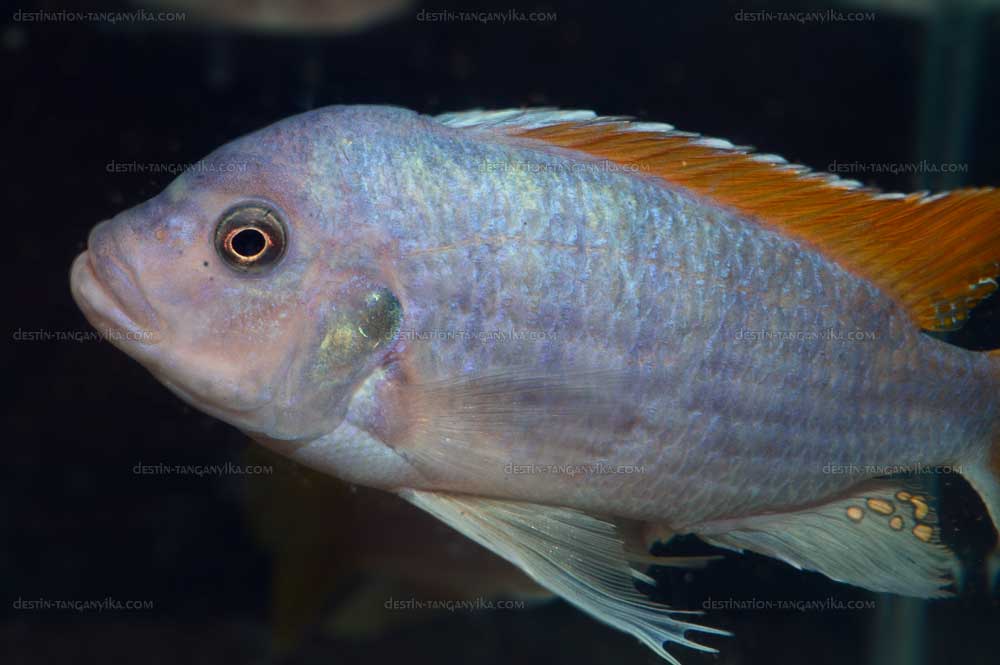 Maylandia greshakei