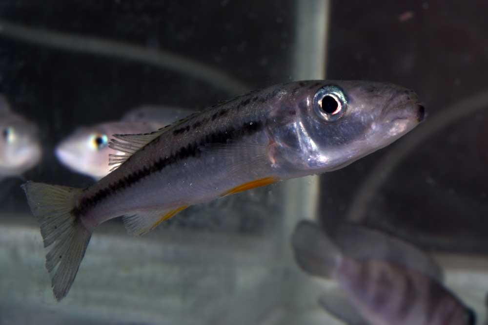 ramphochromis-villebon-a.jpg