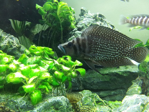 Altolamprologus calvus vendu comme "white"