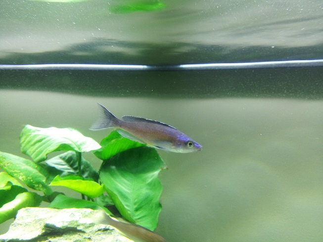 Cyprichromis leptosoma vendu comme Isanga (blue flash?)