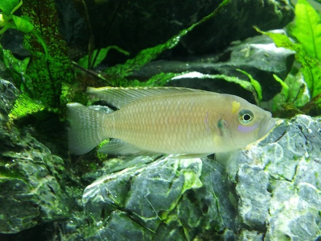 Neolamprologus brevis kavala