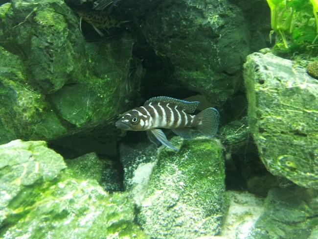 Neolamprologus cylindricus