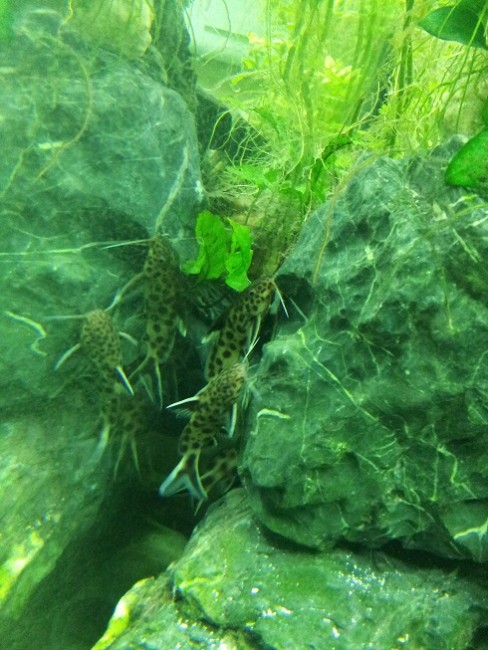 Synodontis lucipinnis