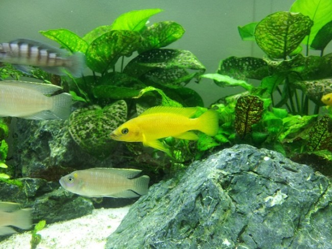 Neolamprologus longior