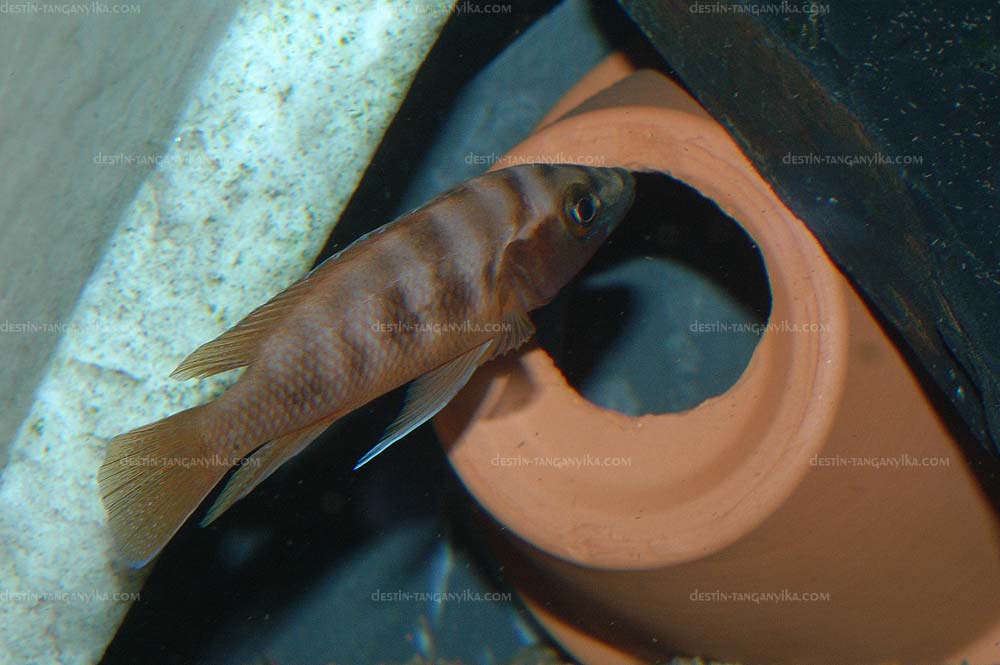 Hybride N. cylindricus/N. longior