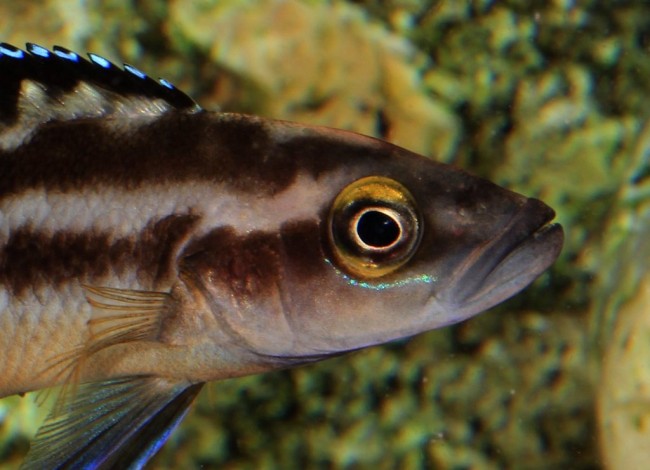 Neolamprologus buescheri Kachese moins pourrie que celle de Ben-Coït.JPG