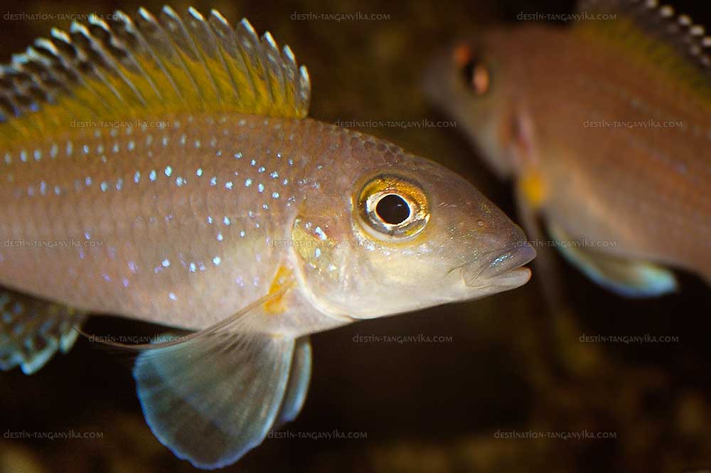 Xenotilapia spilopterus