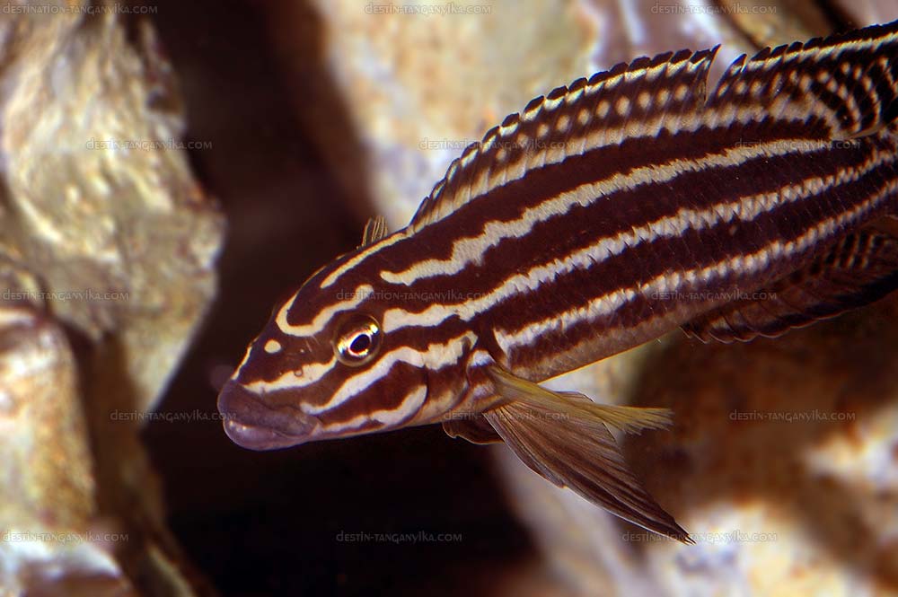 Julidochromis regani