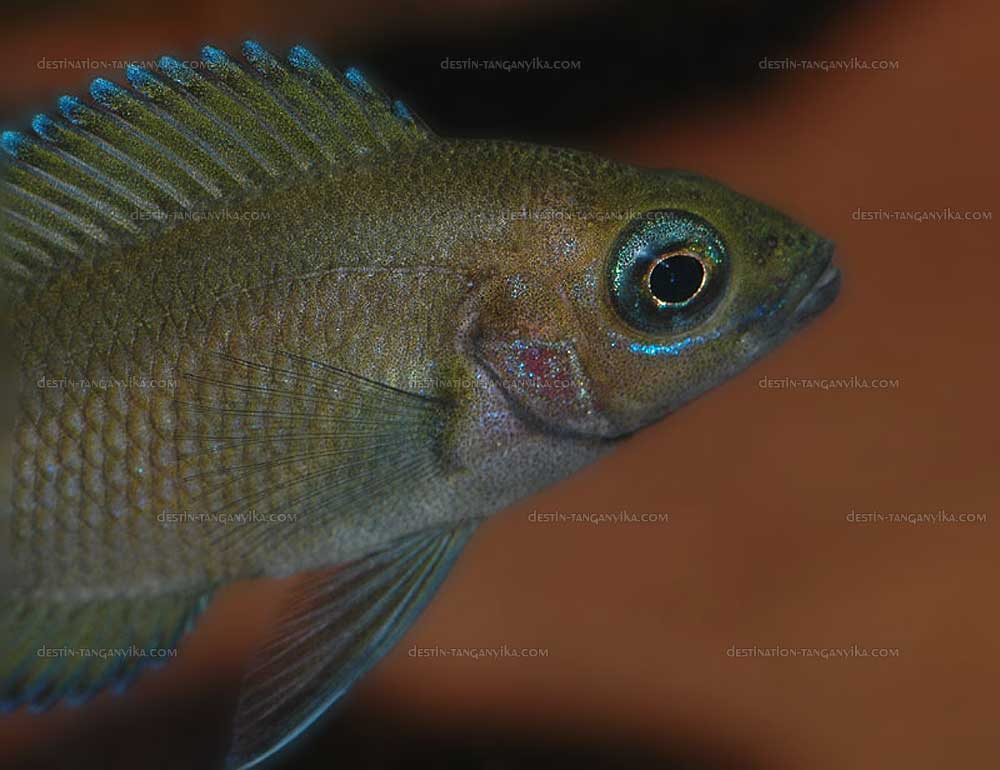 Variabilichromis moorii