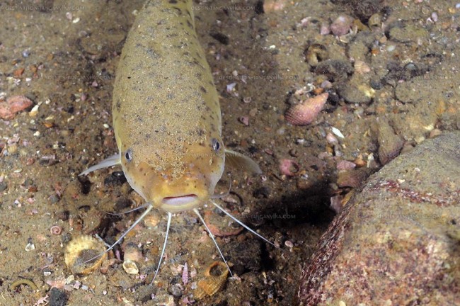 malapterurus-tanganyikensis-muz-b.1.jpg (136.09 Kio) Vu 6174 fois Malapterurus tanganyikaensis