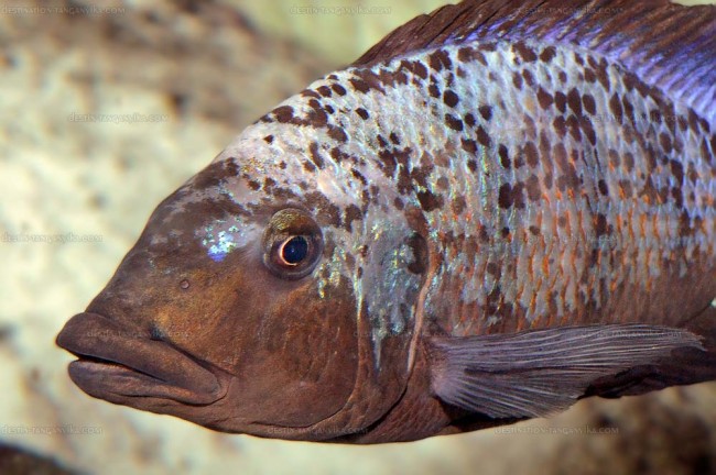 fossorochromis-rostratus-a.1.jpg (109.49 Kio) Vu 6223 fois Fossorochromis rostratus