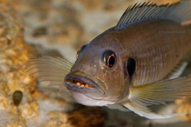 triglachromis-otostigma-o.3.1.jpg (108.66 Kio) Vu 6187 fois Triglachromis otostigma