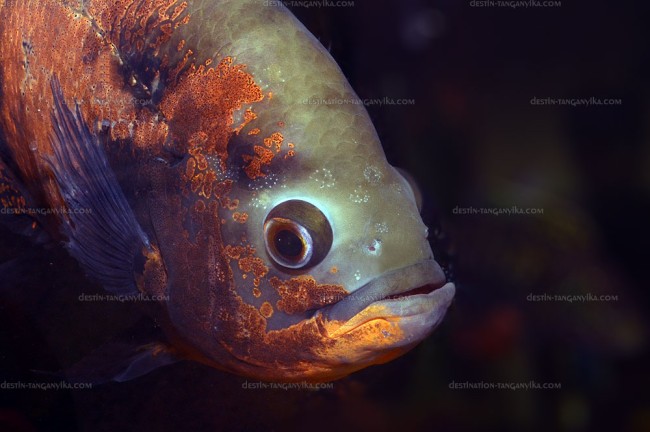 astronotus-aff-ocellatus-b.2.jpg (128.63 Kio) Vu 6158 fois Astronotus aff. ocellatus