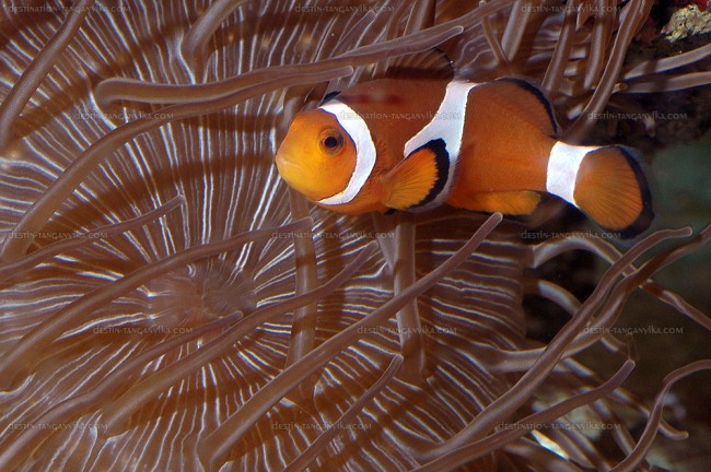 amphiprion-a.jpg