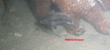 "Cichlasoma" grammodes