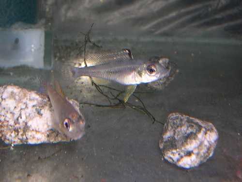 biotonewtapajos.jpg