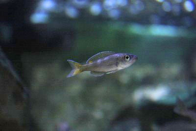 cypri-tropheusilangui47500.jpg