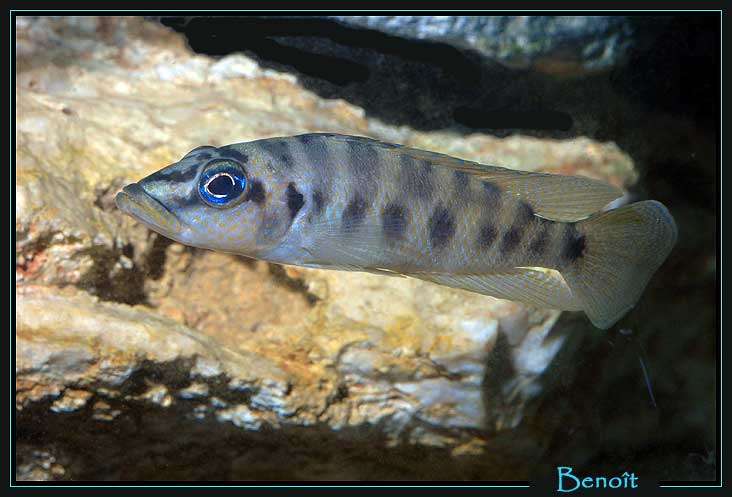 altolamprologus-fascaitusd.1.jpg